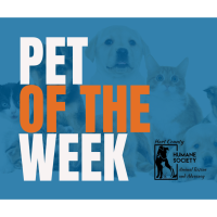 Pet of the Week