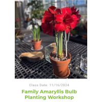 Hudson Park Children's Greenhouse: Family Amaryllis Bulb Planting Workshop