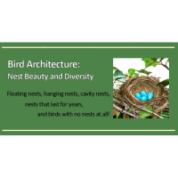 Bird Architecture Virtual Program
