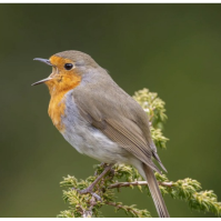 Tune Up Your Ears for Spring Bird Sounds (Virtual Event)