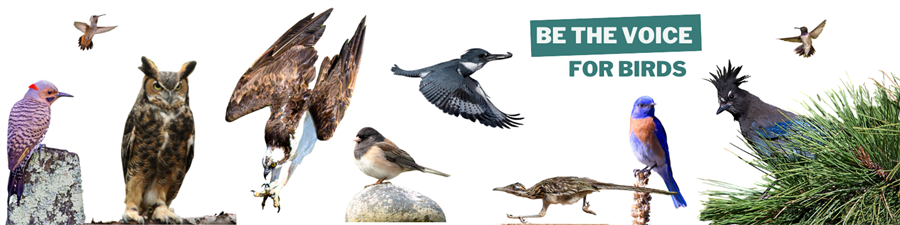 Northern Arizona Audubon Society