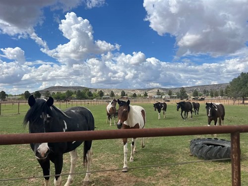 RETIREMENT Horse Sanctuary come for Horse HUGS Volunteers Welcome