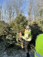 Doncaster & Bassetlaw Teaching Hospitals Charity launches recycle your tree scheme to raise funds for patient-care