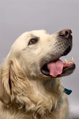 Meet Bear resident guard dog!