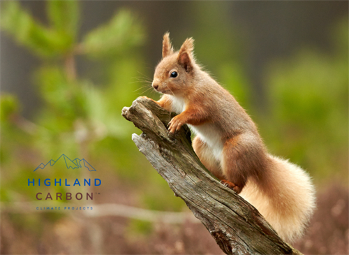 Red Squirrel