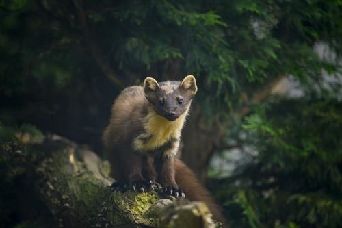 Pine Marten