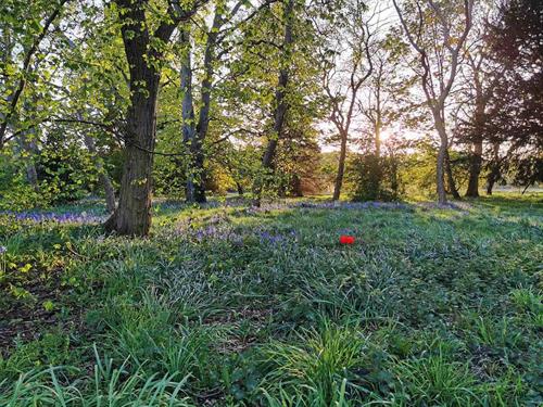 Gallery Image Bluebells_and_Tulips.jpg Gallery Image Bluebells_and_Tulips.jpg