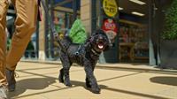 Paws for fun at Lakeside Village