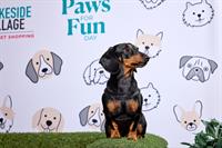 Pet owners Paws for Fun at Lakeside Village