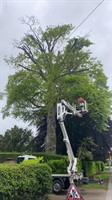 Are the Trees on Your Commercial Site Safe?