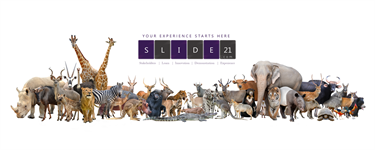SLIDE21 SLIDE21