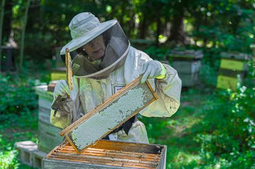 Harvesting our NJ Spring Wildflower Honey