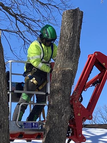 Marlon, our Tree Care Specialist, performing our Tree Removal services.