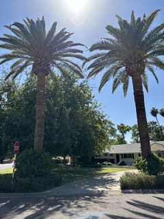 Palm Tree Trim in Biltmore Area (After)