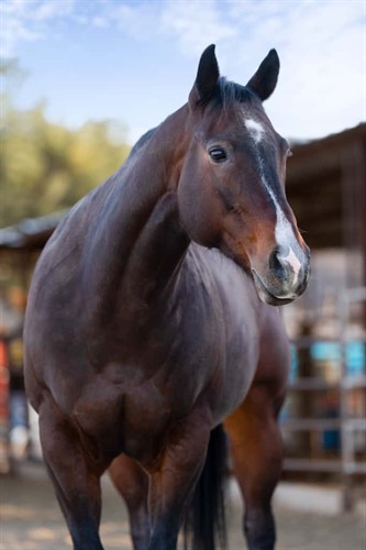Adelita, Therapy Horse