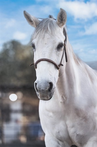 Camila, Therapy Horse