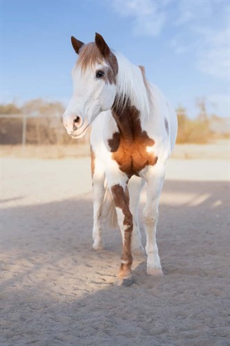 Jaxson, Emotional Suppprt Horse