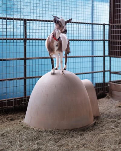 Myrtle, Therapy Goat