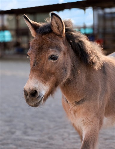Scooter, Therapy Mule
