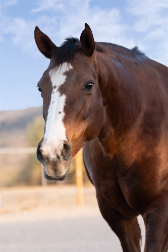 SweetTea, therapy Horse