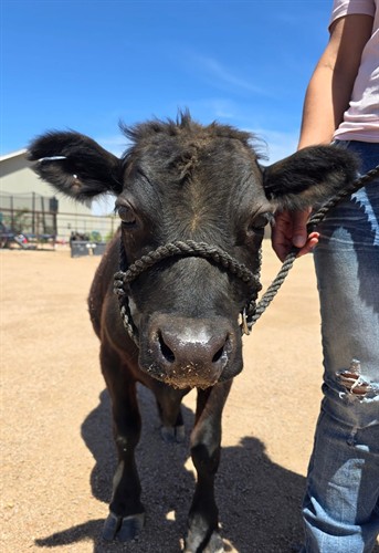 Texas Bandit, Therapy Cow