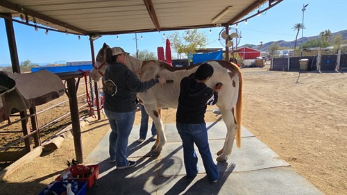 Grooming horses at Wildcat Ranch Phoenix