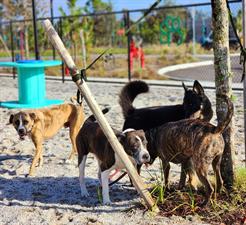 Suncoast Humane Society