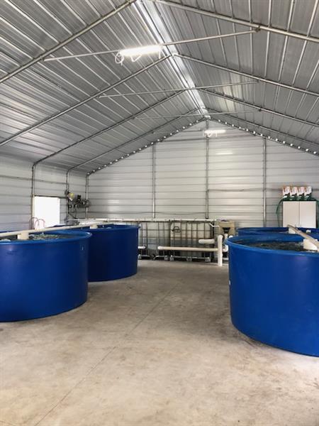 Four 1000 gallon tanks that can hold up to 400 tilapia each