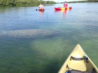 View Manatees while Paddling in Placida, FL 