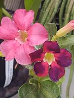 Double color grafted Desert Rose