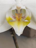 The face of the Orchid