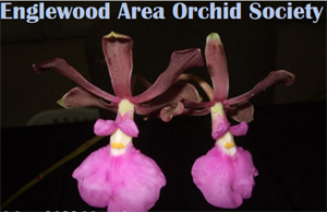 Englewood Area Orchid Society