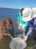 Seagrass Wading Trips