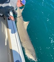 Gallery Image Lemon.jpg