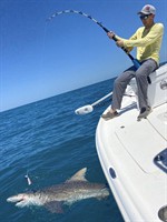 Gallery Image SpeersShark.jpg