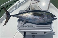 Gallery Image Tunacooler.jpg