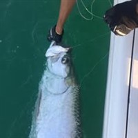 Gallery Image poon.jpg