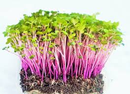 Gallery Image microgreens_pink_and_green(1).jpg