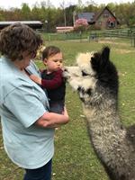 National Alpaca Farm Days at Sugar Hollow Farm Alpacas!