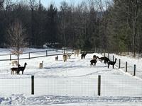 8th Annual Holiday Open Farm!