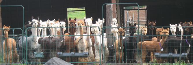 Sugar Hollow Farm Alpacas, LLC