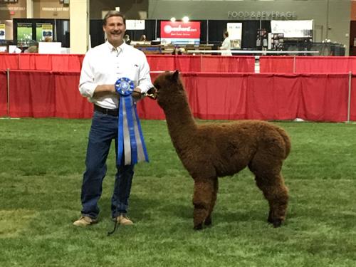 Gallery Image Layla_wins_blue_ribbon_in_ring_MAPACA_2017._Jay_handler.JPG