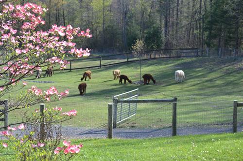 Gallery Image Spring_on_the_farm2_2017.JPG