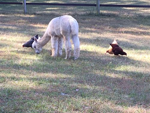 Gallery Image alpaca_in_pasture_with_chickens.JPG