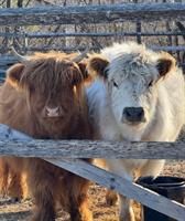 Mini Cow and Bunny Cuddles