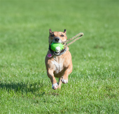 Gallery Image Dog_With_a_Toy_Running.png