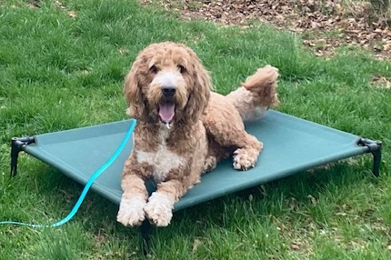 Gallery Image Ollie.jpg