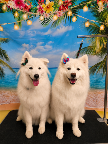 Gallery Image 195.png