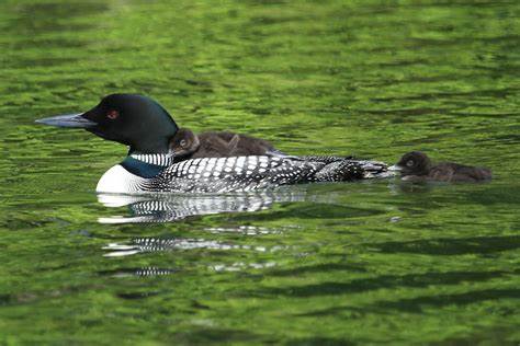 Loons on the Lake