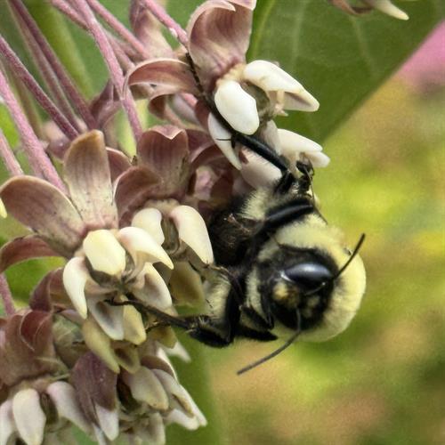 Pollinators are always busy at work